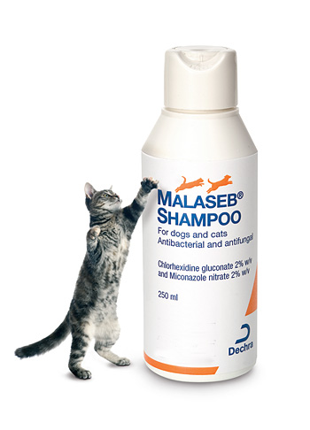 Malaseb shampoo